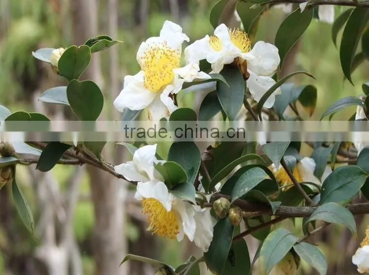 China Bee Pollen Raw Honey Bee Pollen Supplements From China Bee Pollen