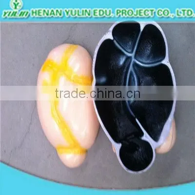 teaching anatomical three parts human heart model