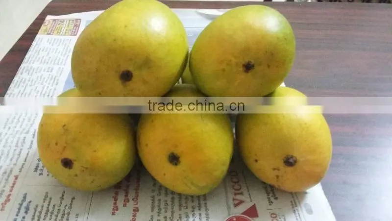 Fresh Alphonso Mangoes Exporters in India