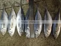 Bulk pack frozen horse mackerel BQF from China