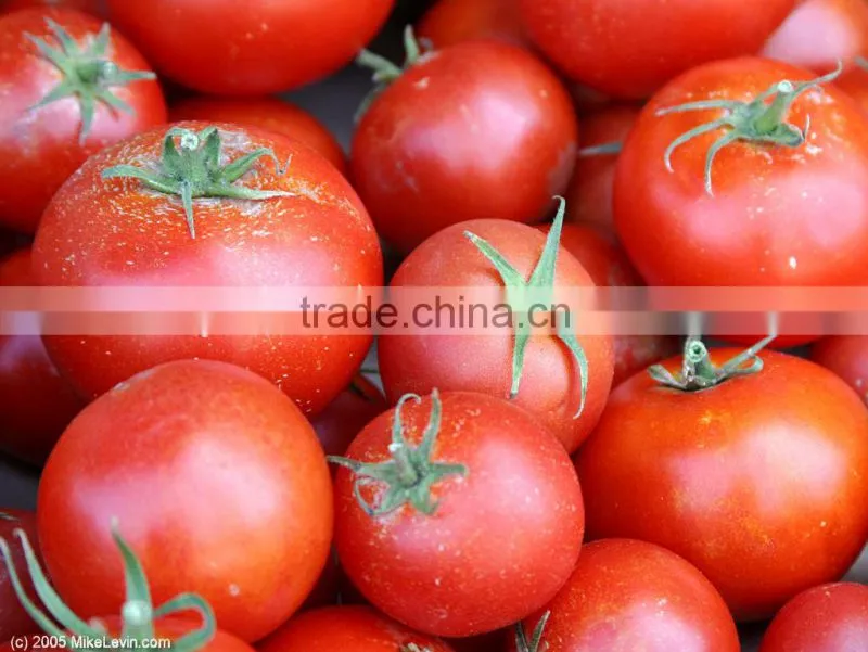 Fresh Tomato ( normal - cherry )