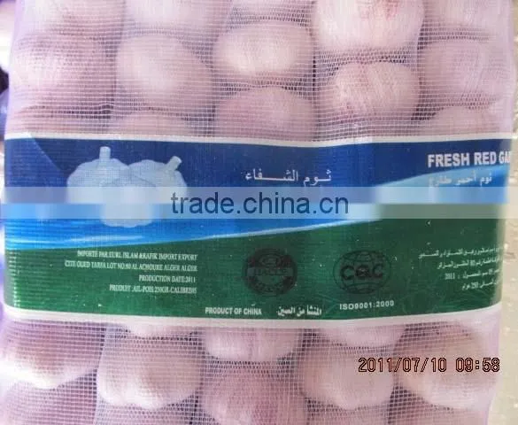 china organic fresh garlic