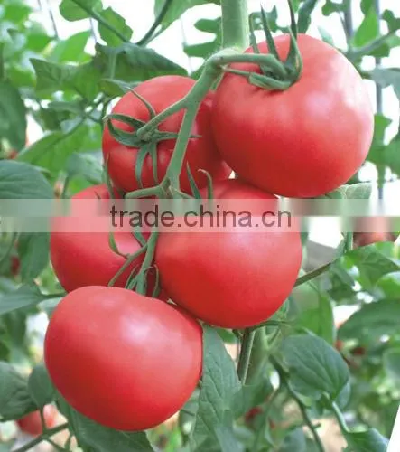 Hybrid F1 Indeterminate growth Cold Resistance Good Firmness Pink Heirloom Tomatoes Seeds For Growing- New Noble