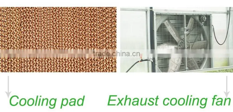 Hot Sale Agricultural Tomato Greenhouse Farming