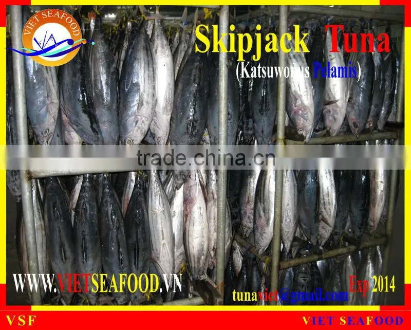 FROZEN WHOLE ROUND SKIPJACK TUNA