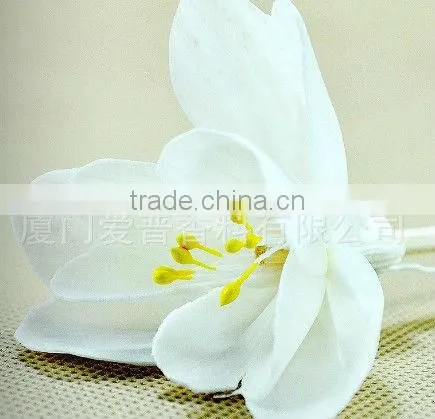 Natural Sola Flower Diffuser / Diffuser / Home decoration