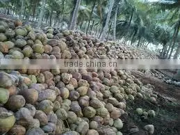 Fresh vegetables and fruits in organic