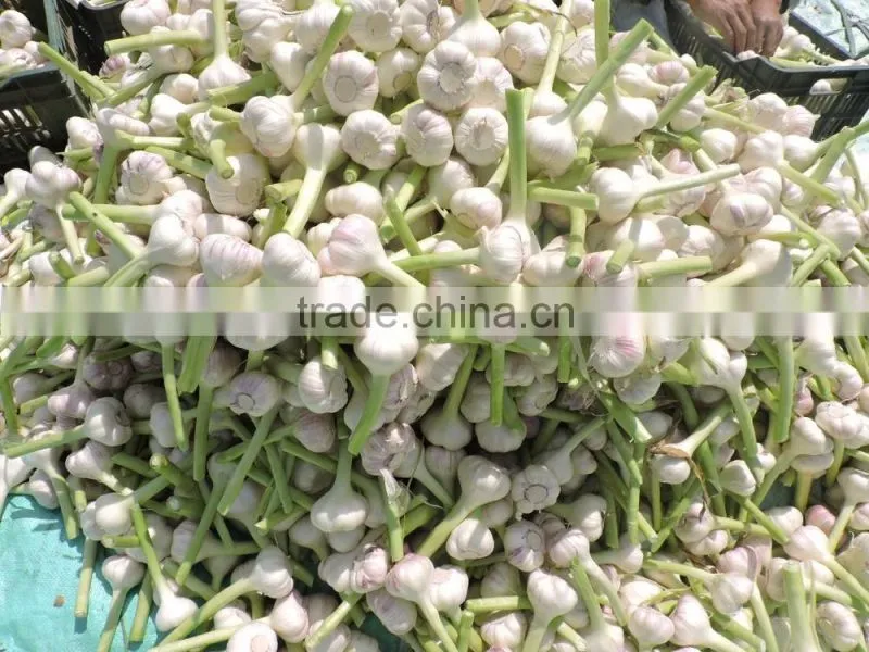 Garlic