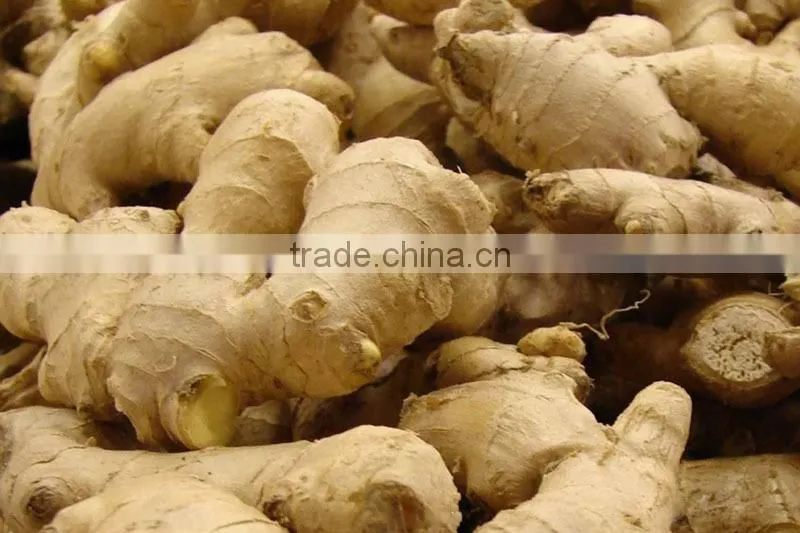 Bulk fresh ginger in carton package