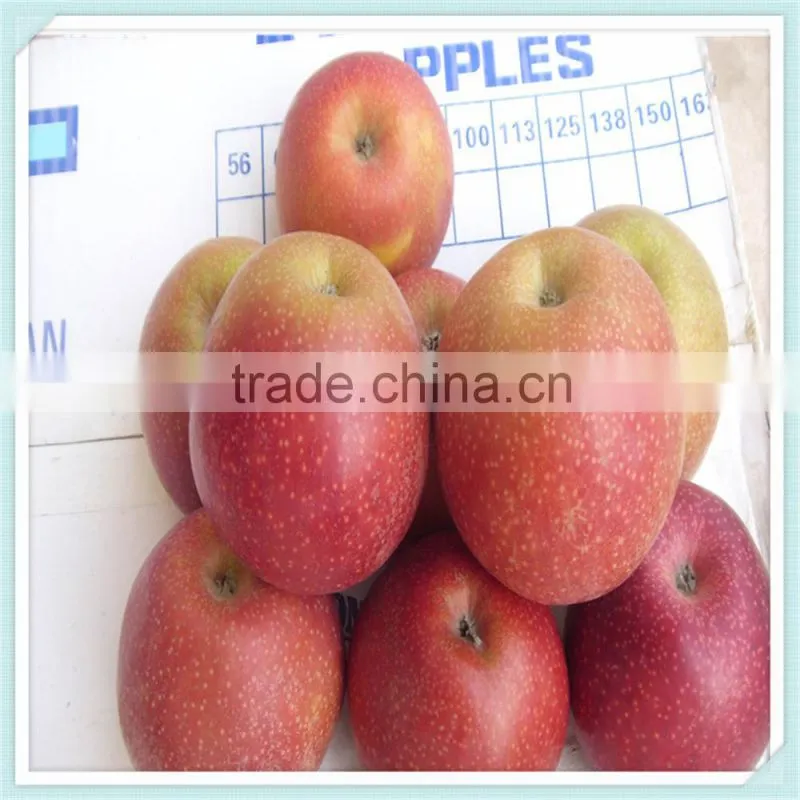 New Crop Chinese Fresh Apple Red Star Apple Apple