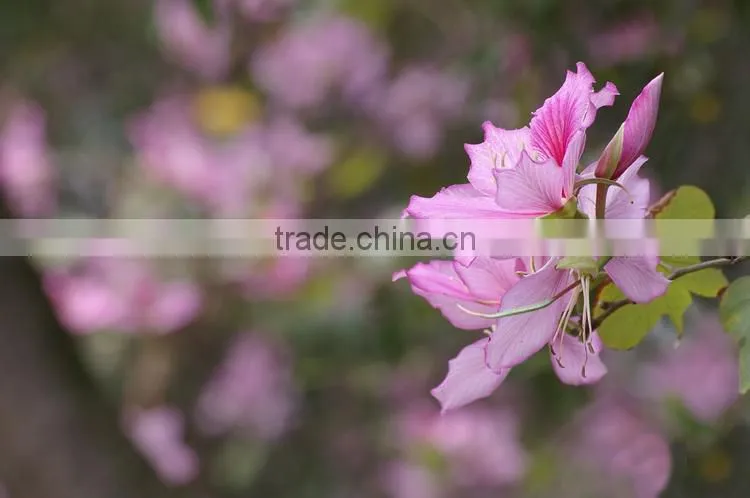 Bauhinia variegata