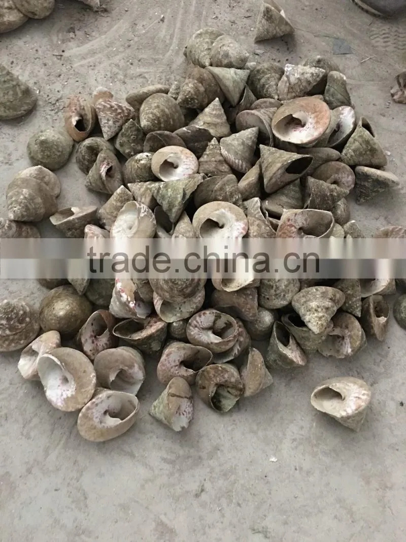 trochus niloticus raw shell material for trocas