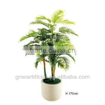 bonsai plant ficus tree indoor GNW G41