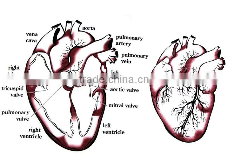 Heart Section T Shirt