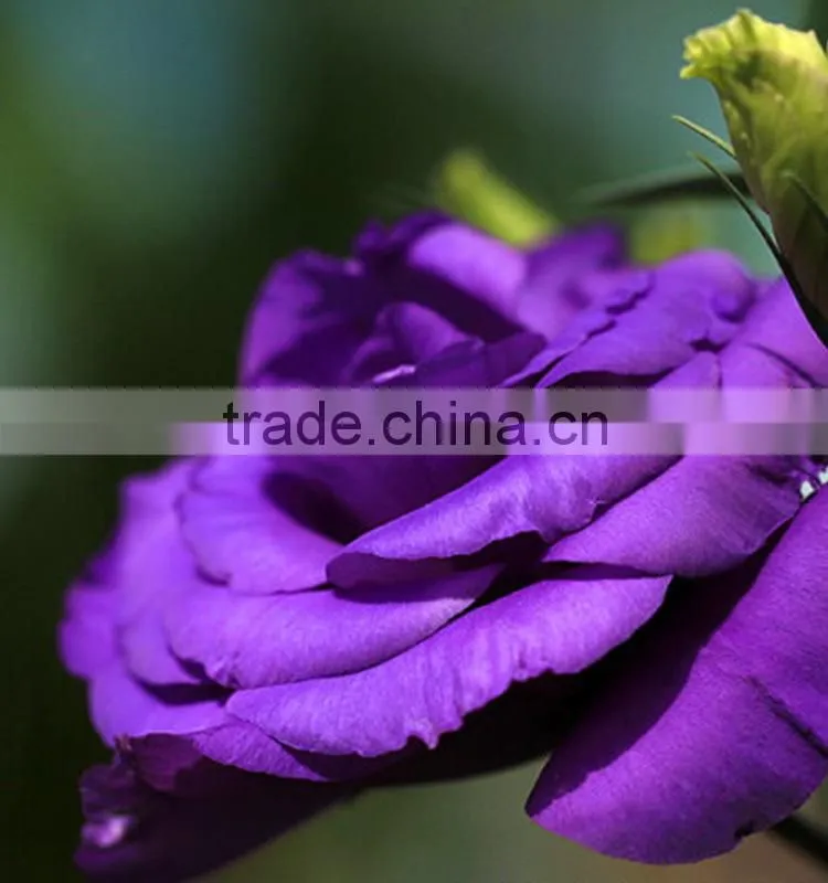 Top grade hot selling fresh cut flower eustoma wholesale