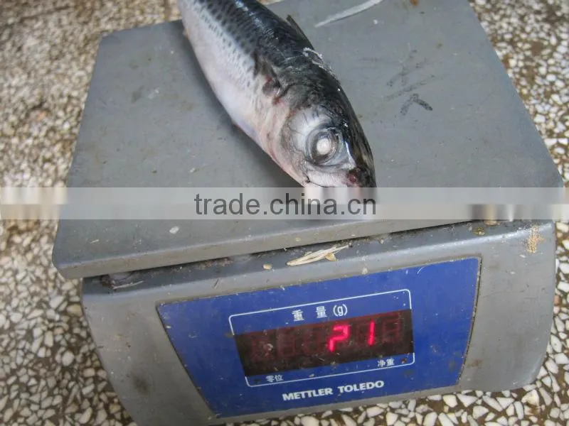 canned mackerel