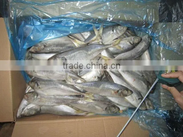 14-16cm frozen horse mackerel