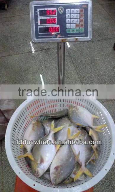 chinese pomfret 300-500G 400-600G frozen pomfret fish