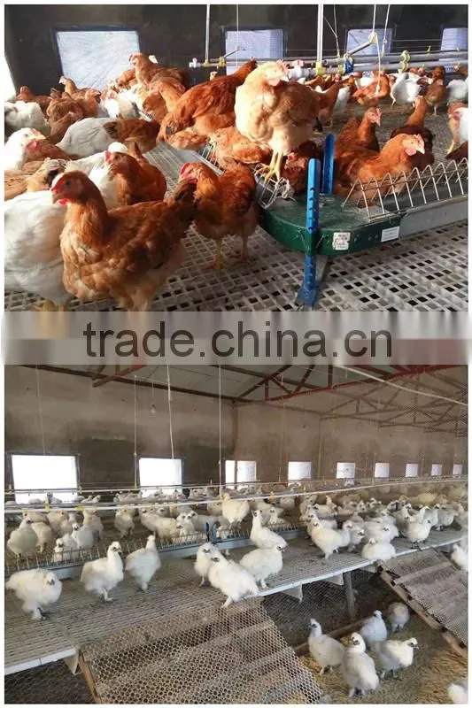 plastic flooring for chicken/duck/rubbit (Professional Manufacturer)
