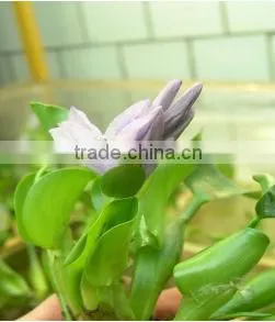 100w Hydroponic Growing Plant Induction Grow Lamp