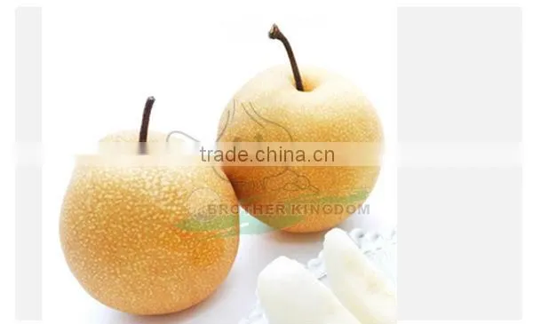 Export New Fresh fengshui Pear /China Delicious Nashi Pear