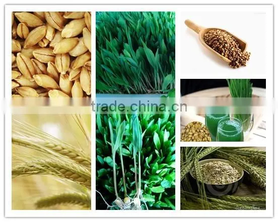 Hydroponics Animal Fodder Machinprofessional automatic oat rooting machine /bean budding machine/animal fodder sprouting machine