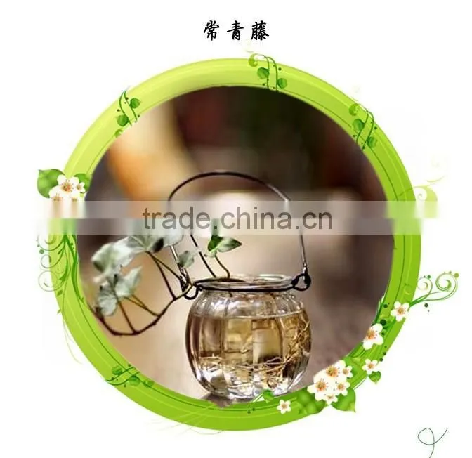 small home decorative hanging hydroponics flower pots glass vase