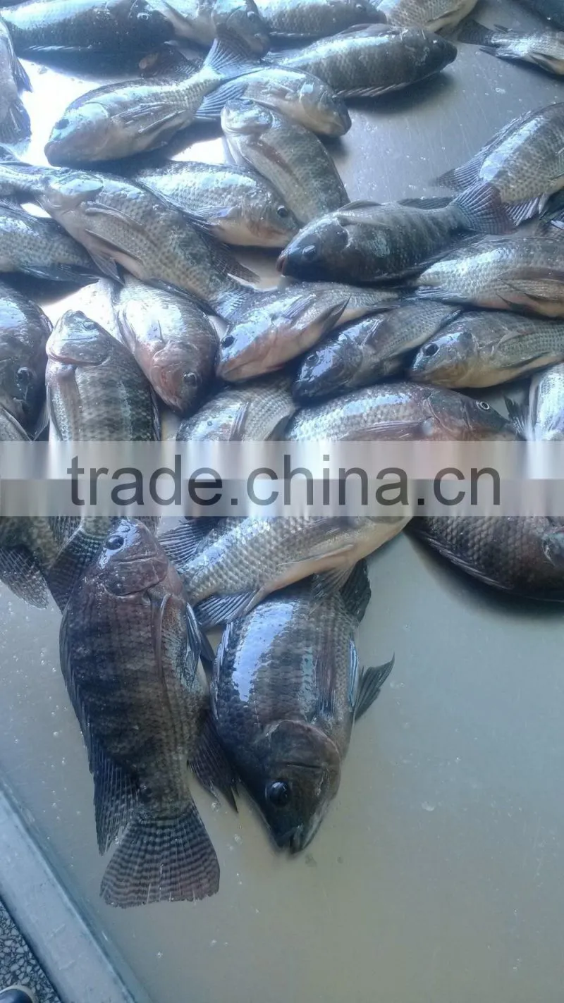 Price frozen tilapia fish whole round and gutted scaled