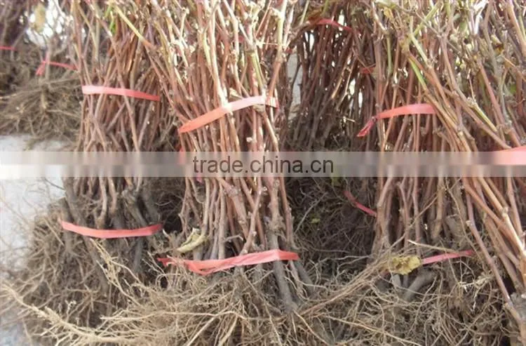 grape tree seedling
