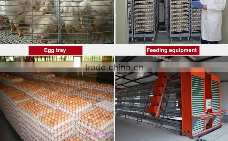CHINA sales promotion 80 dollars this month chicken coop supplies