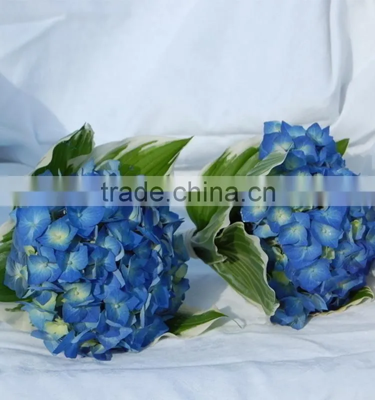 High grade Best-Selling hydrangea flowers for sale
