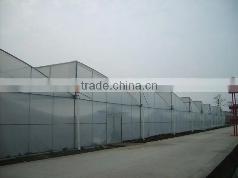 anti-high wind strong film greenhouse