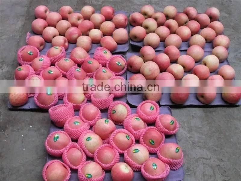2015 Shandong origin fresh fuji apple