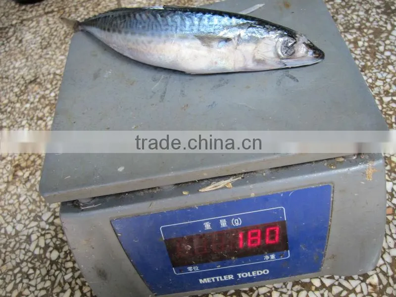 canned mackerel