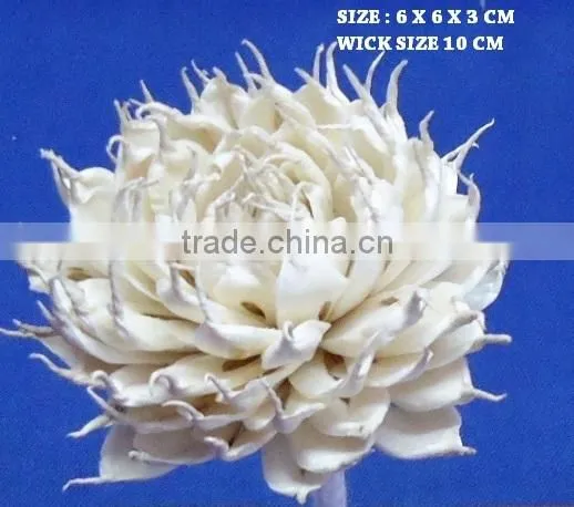 Sola flower