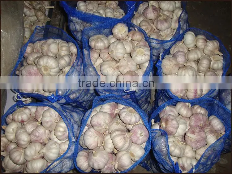 Fresh Garlic