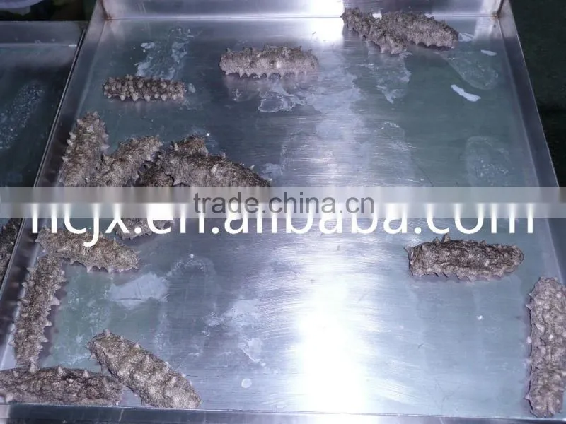 vacuum freeze dryer for food