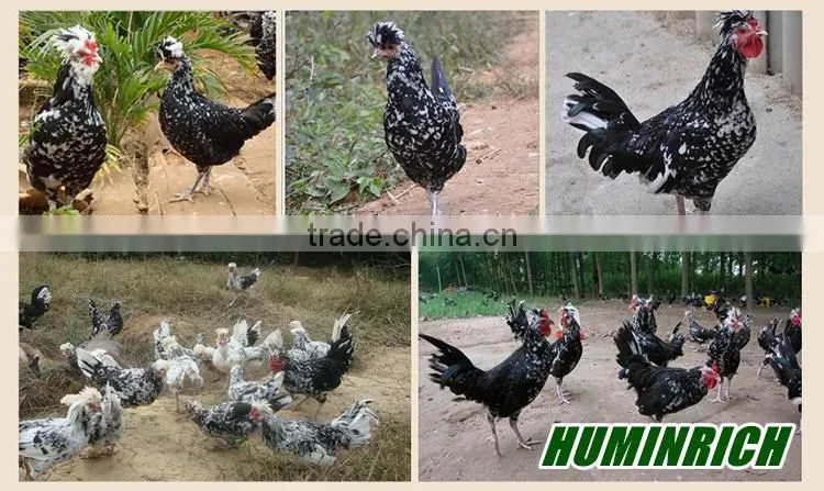 FAQ 21--Huminrich Sodium Humate Role As Feed Additive For Chicken