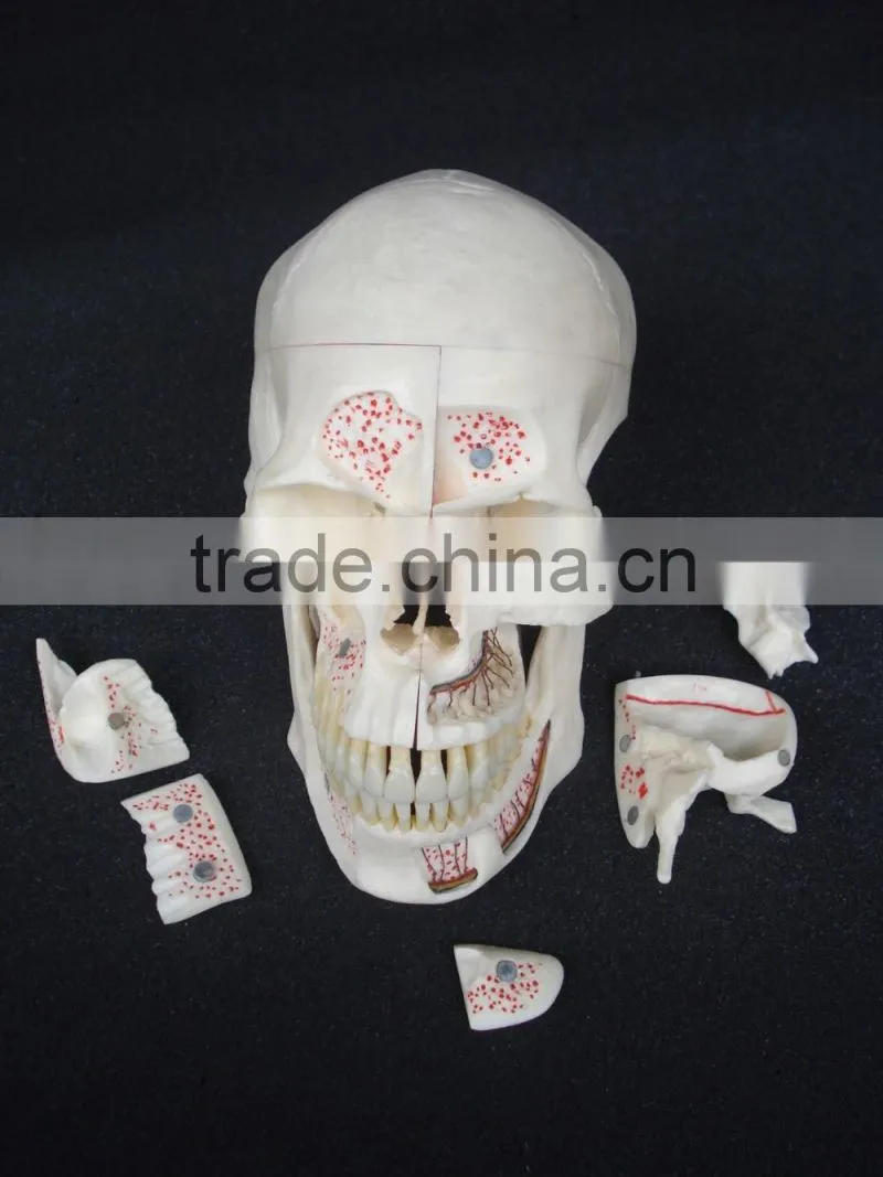 Dental ten section skull model DEA-40