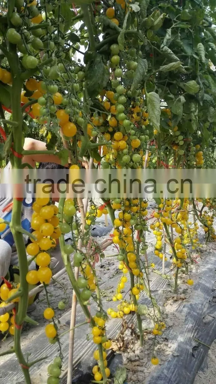 2016 Good quality Hybrid Golden yellow Cherry tomato seeds for growing and for sale-Golden Baby