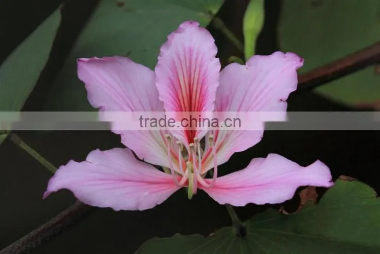 Bauhinia variegata