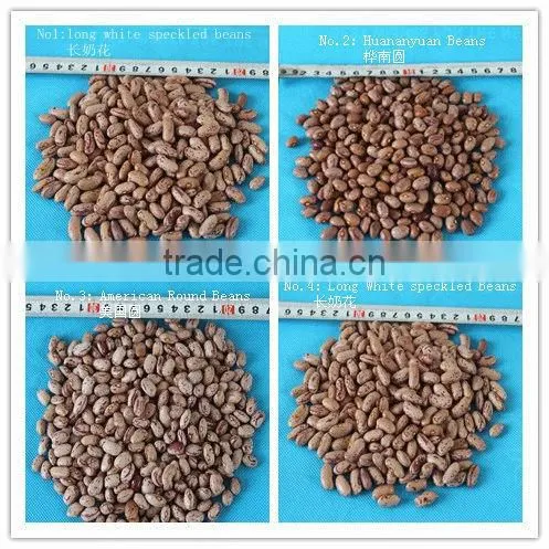 ADZUKI BEAN