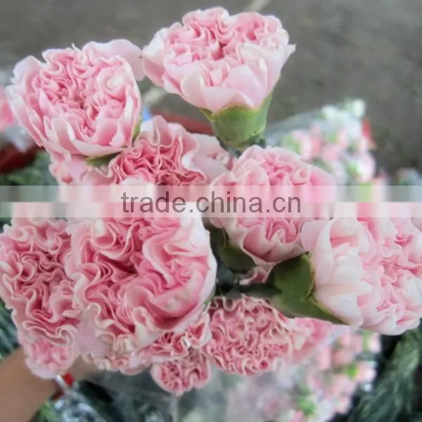 fresh cut flower pink carnation from china mother's day