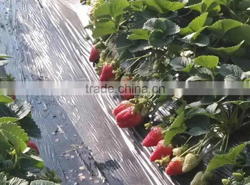 Water Soluble Fertilizer With Organic 3-0-12