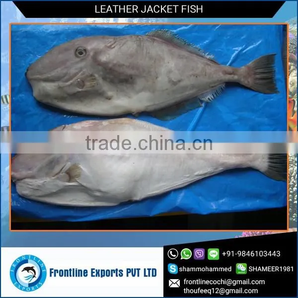 Frozen Leather Jacket Fish Whole Round