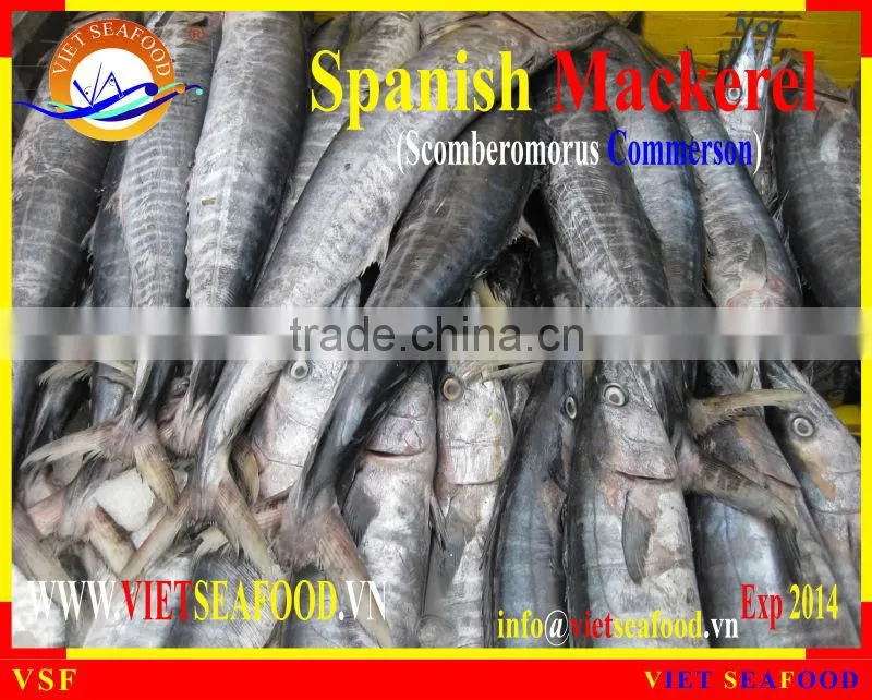 FROZEN SPANISH MACKEREL W/R