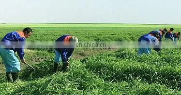 barley powder grass
