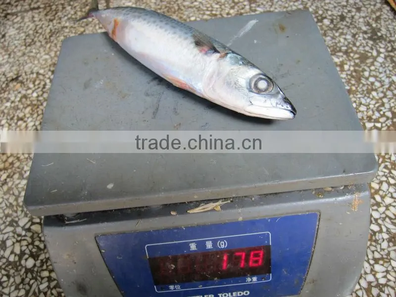 canned mackerel