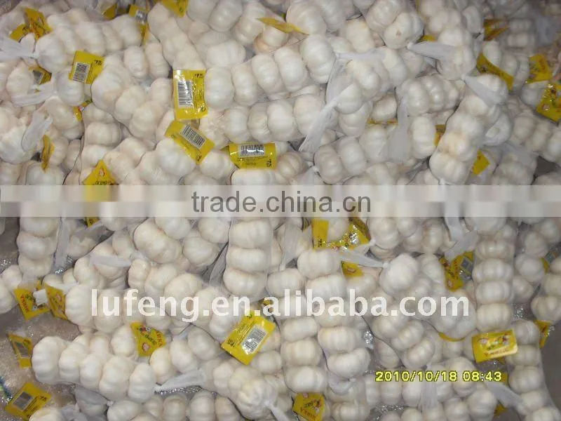 Normal White Garlic