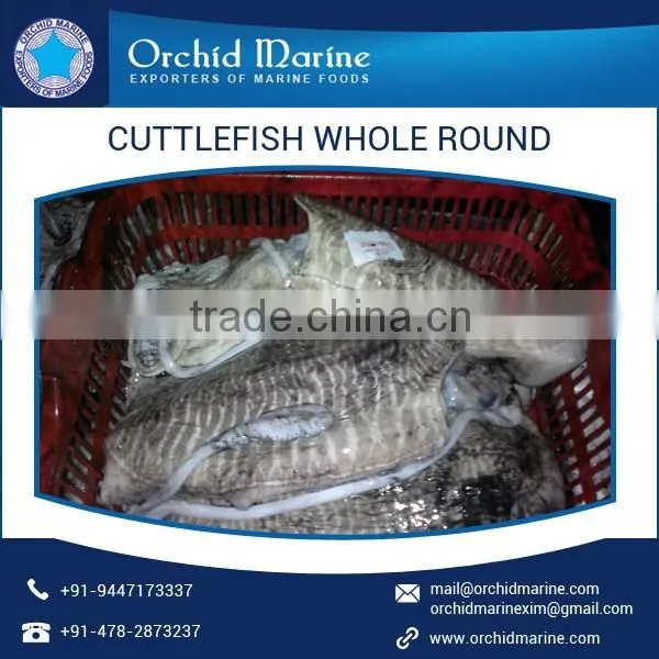 Trusted Quality Fresh and Organic Frozen Cuttlefish Whole Round